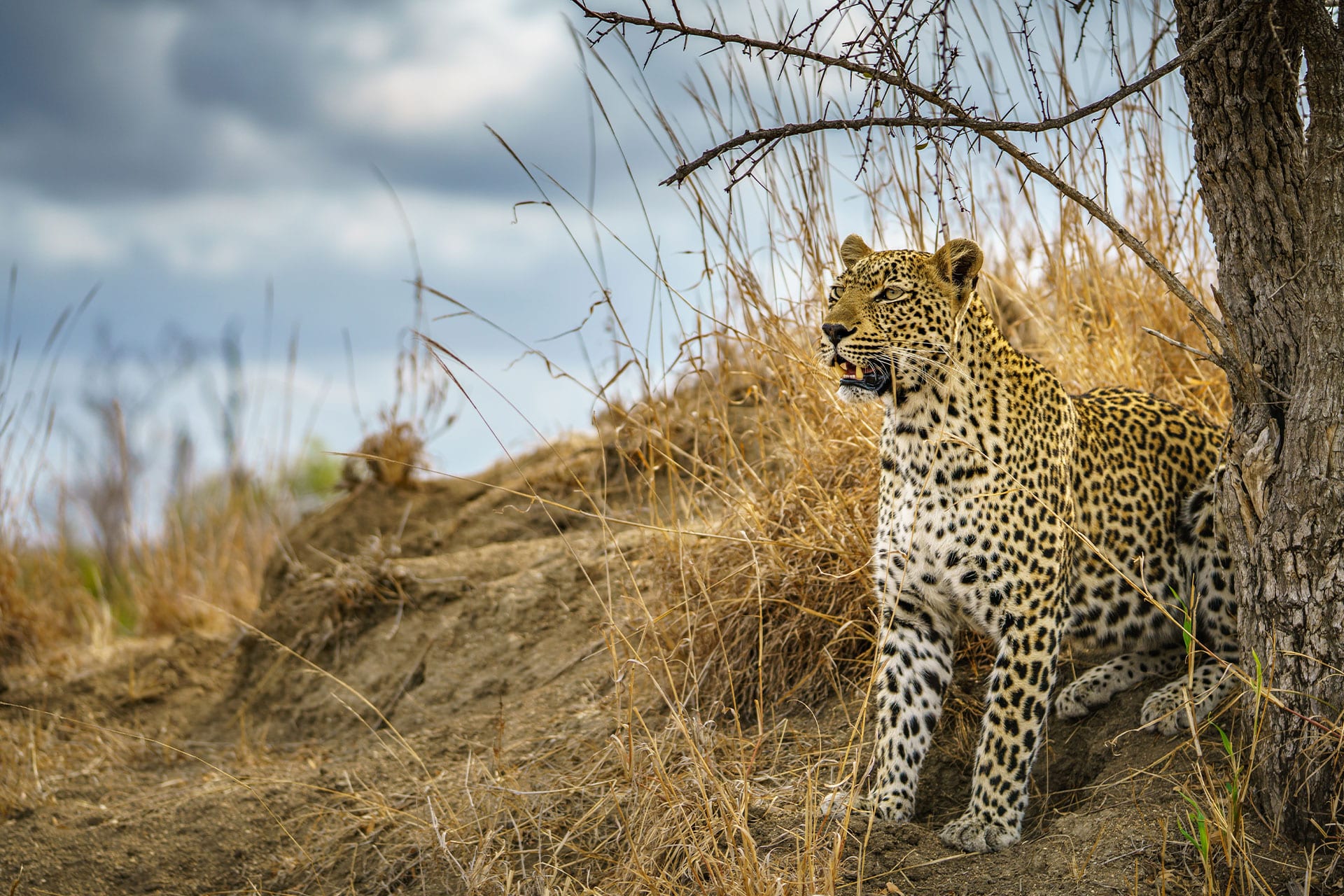 An leopard in the Kruger in South Africa