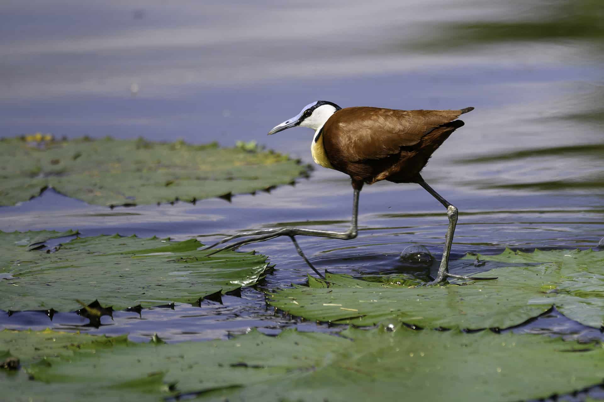 An African Jacana bird walking over water lilies in the Okavango Delta