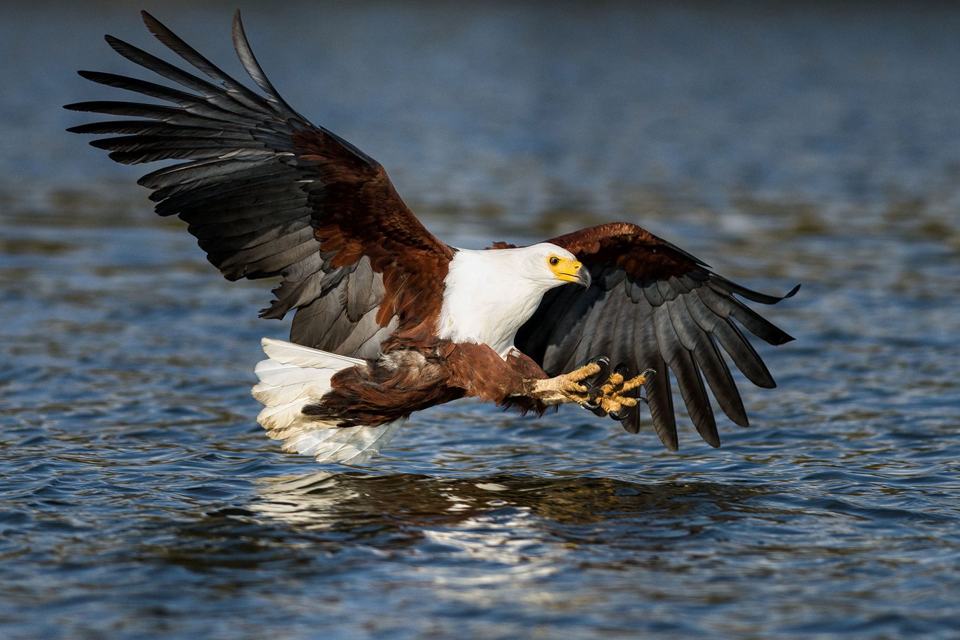 An African fish eagle bird in the Okavango Delta