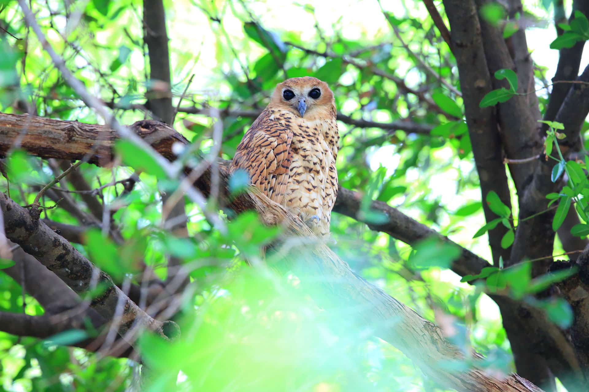 A Pel’s fishing owl perched in a tree in the Okavango Delta