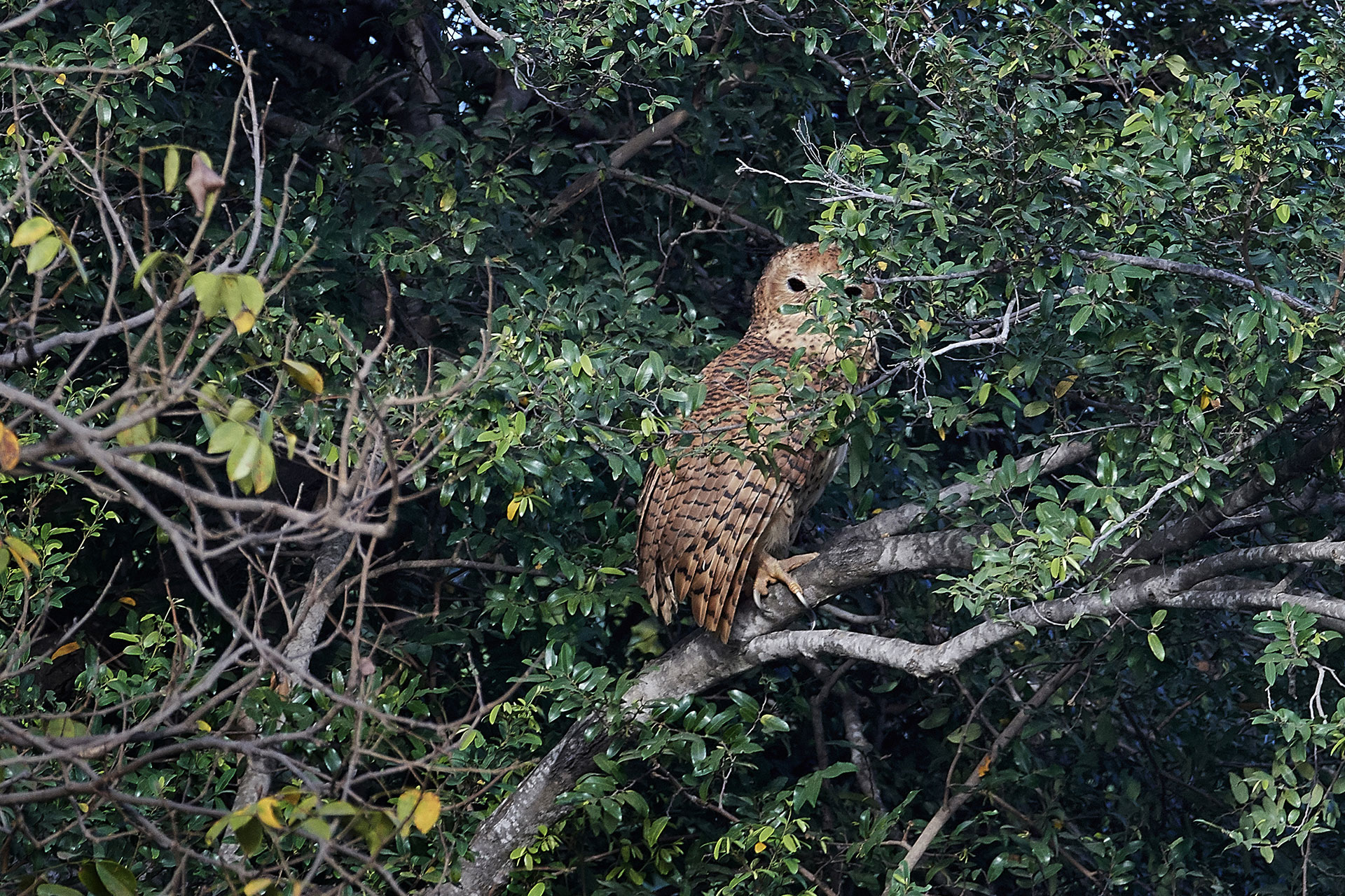 A Pel’s fishing owl perched in a tree in the Okavango Delta