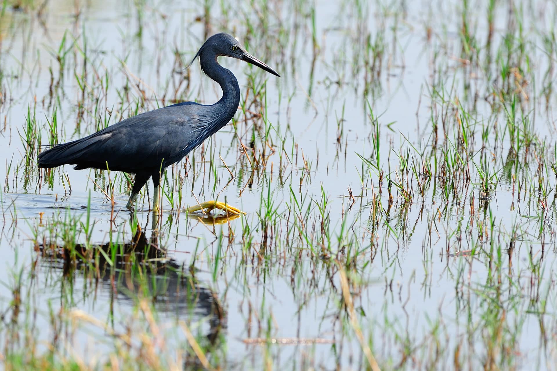 A slaty egret bird wading through the shallow waters of the Okavango Delta.