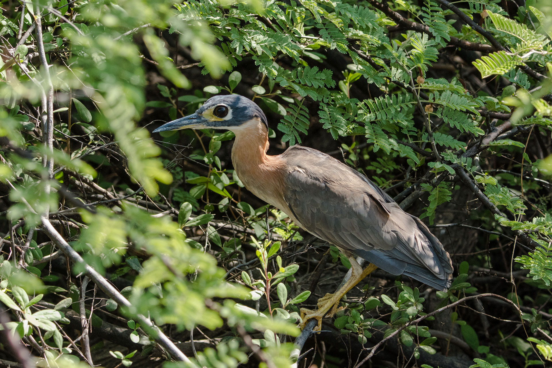 A white-backed night heron bird in the Okavango Delta