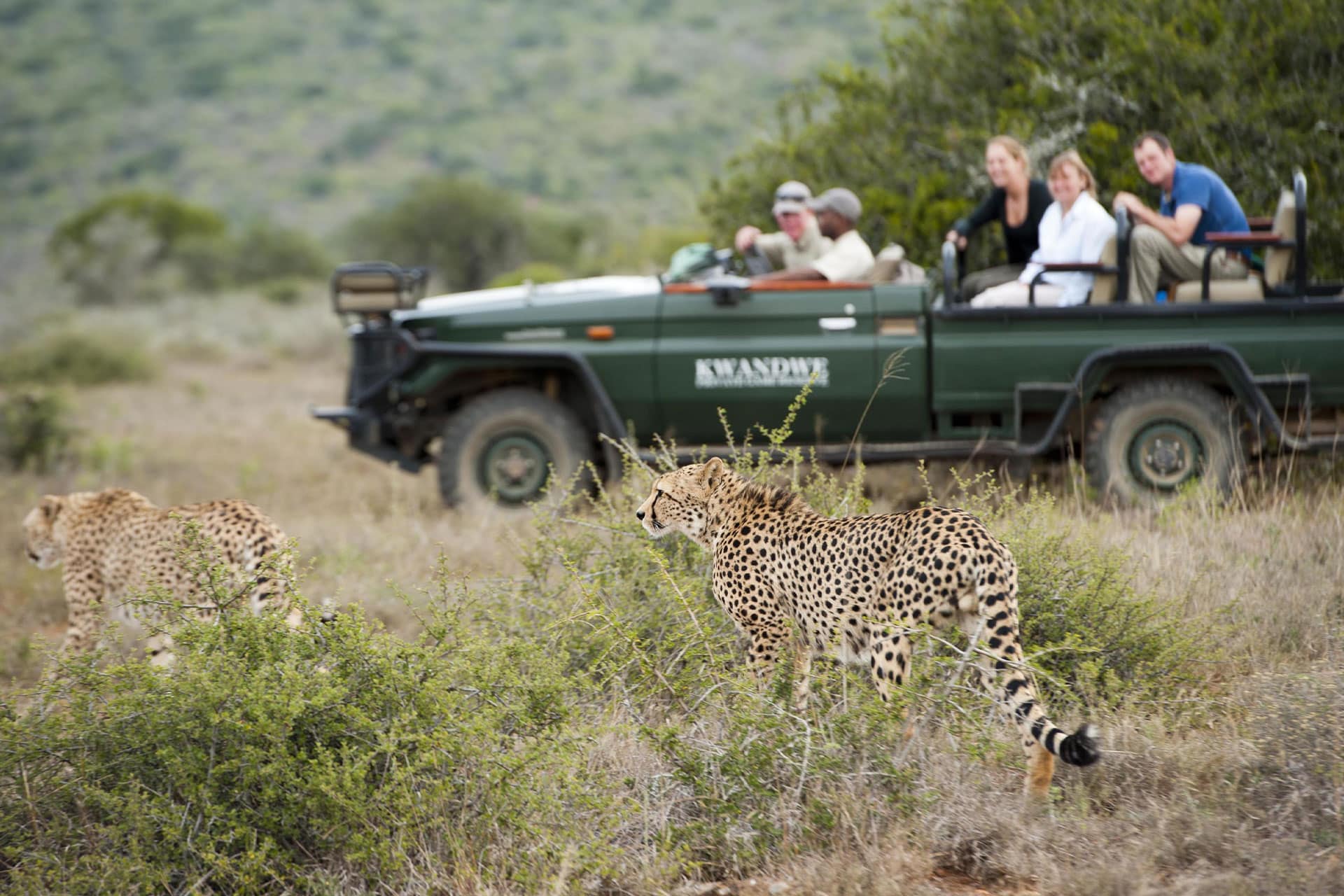 Two cheetahs spotted during a game drive on a safari in Kwandwe Private Game Reserve.