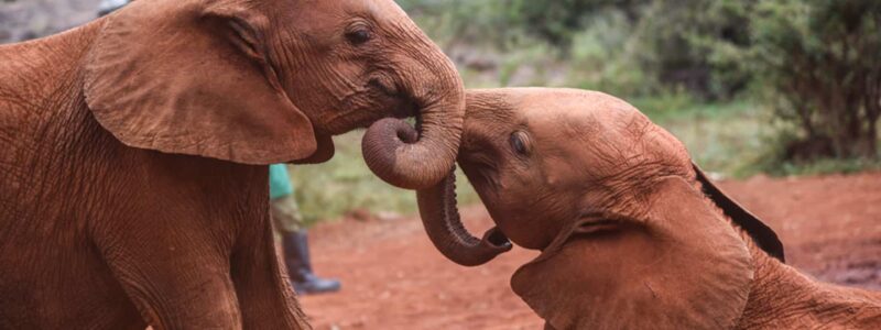 The-David-Sheldrick-Trust_-24