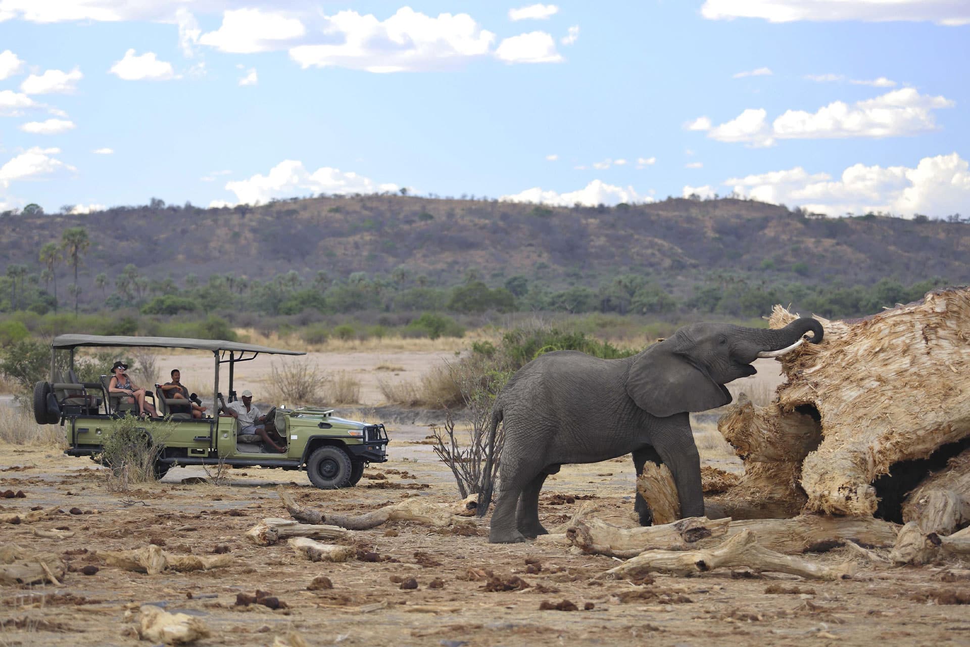 An elephant spotted on a game drive at Jabali Ridge in Tanzania.