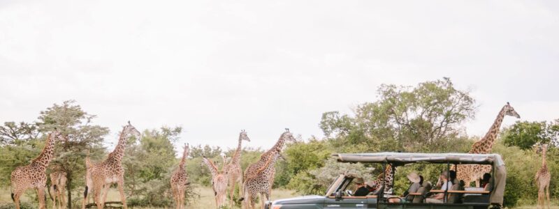 Safari tour with people. driving past a herd of giraffes in natural Kenyan plains.