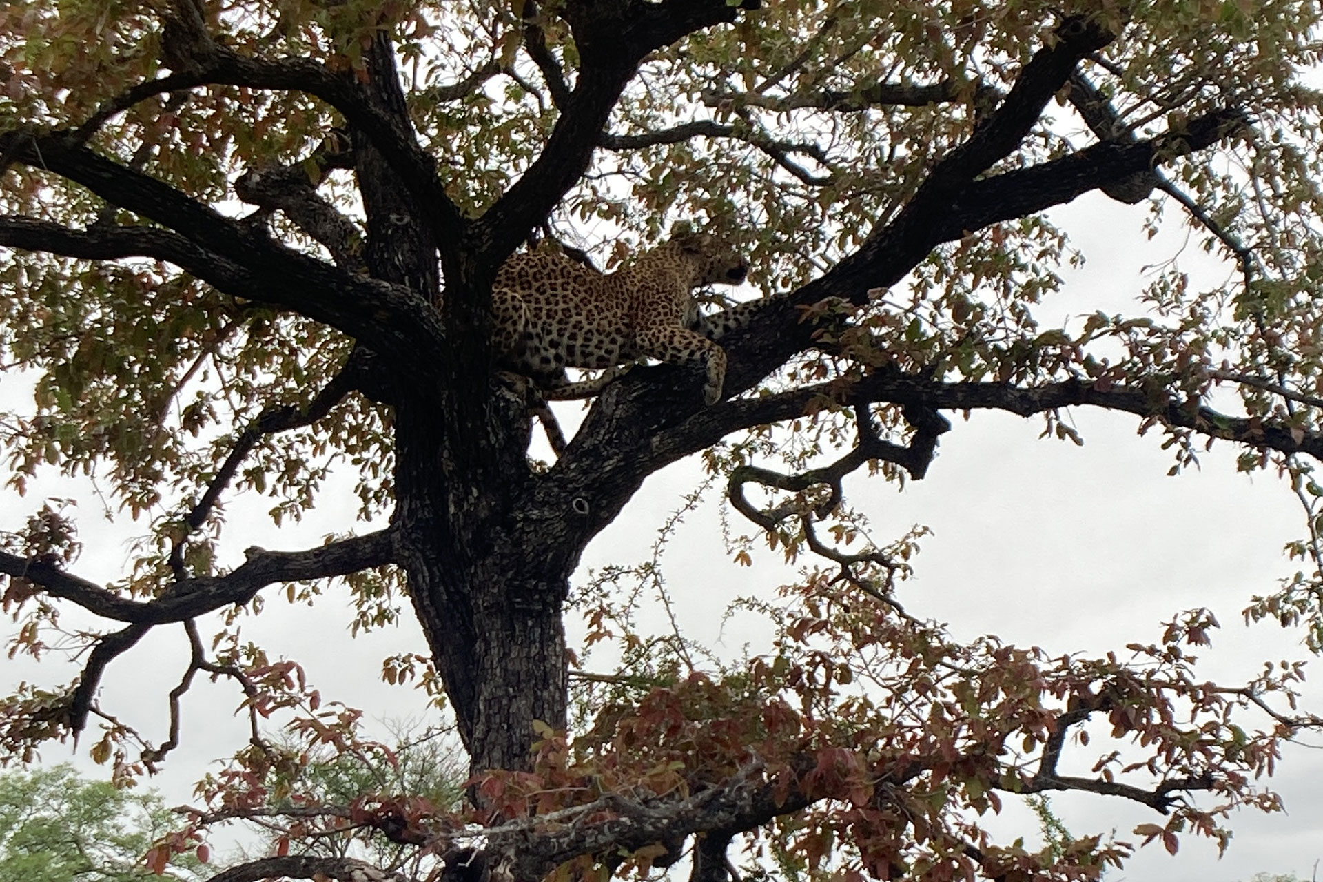 A leopard in a tree at Lion Sands Game Reserve.