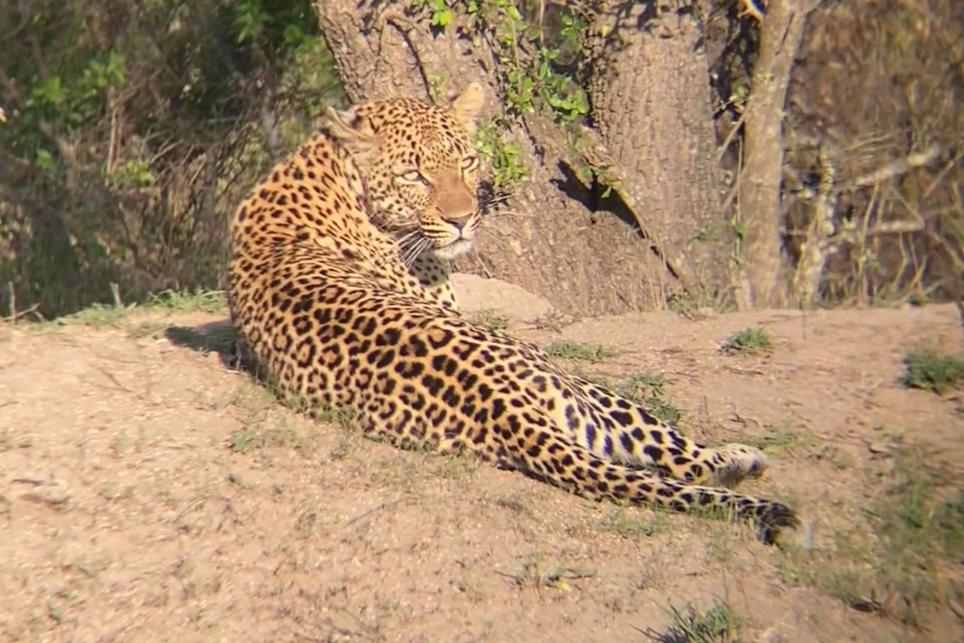 A leopard photographed through binoculars at Sabi Sands Game Reserve.