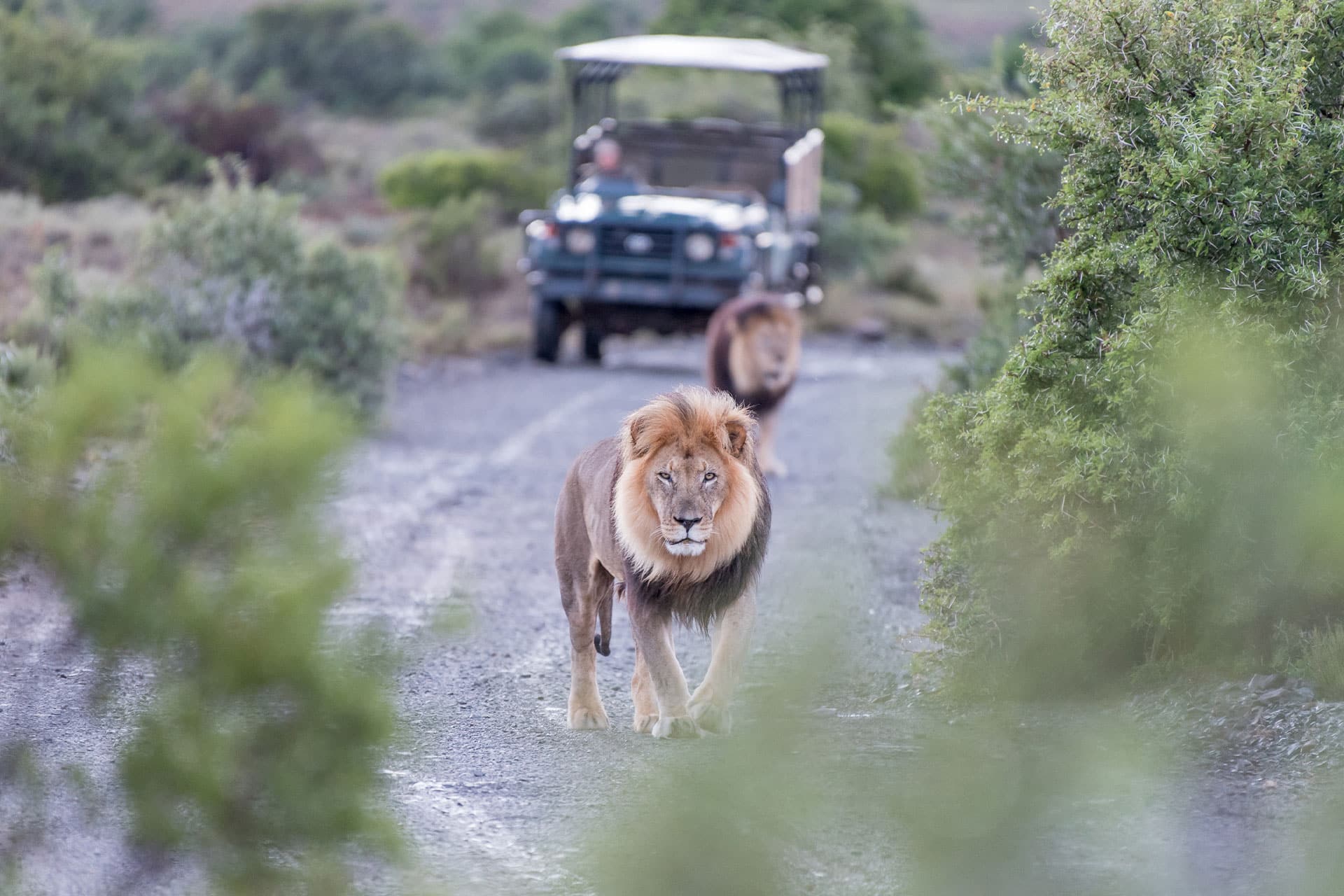 A lion spotted on a safari in the Sabi Sands Game Reserve, South Africa &ndash; one of the top honeymoon destinations in Africa. 