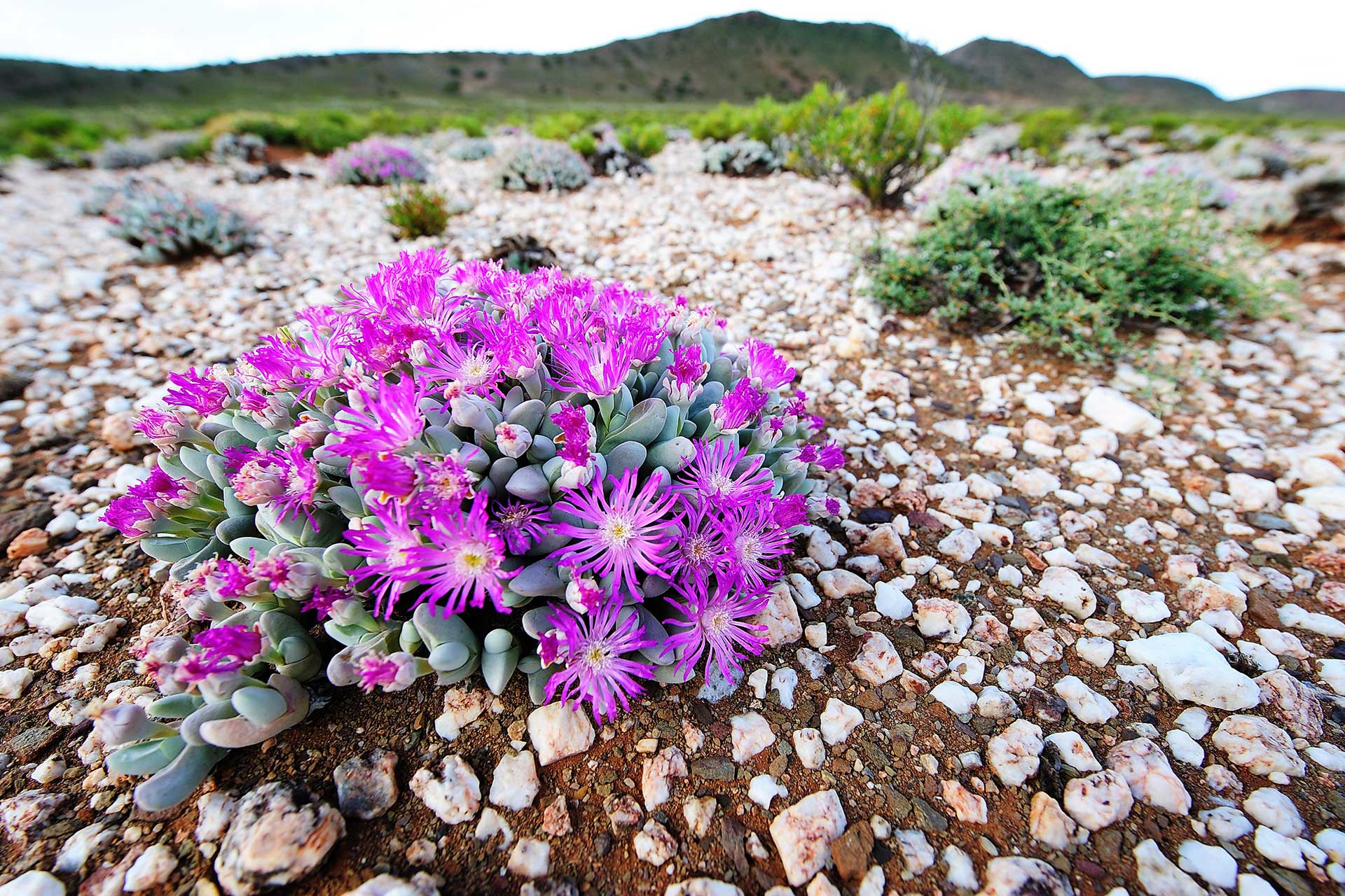 Pink Karoo succulents at Sanbona Wildlife Reserve.