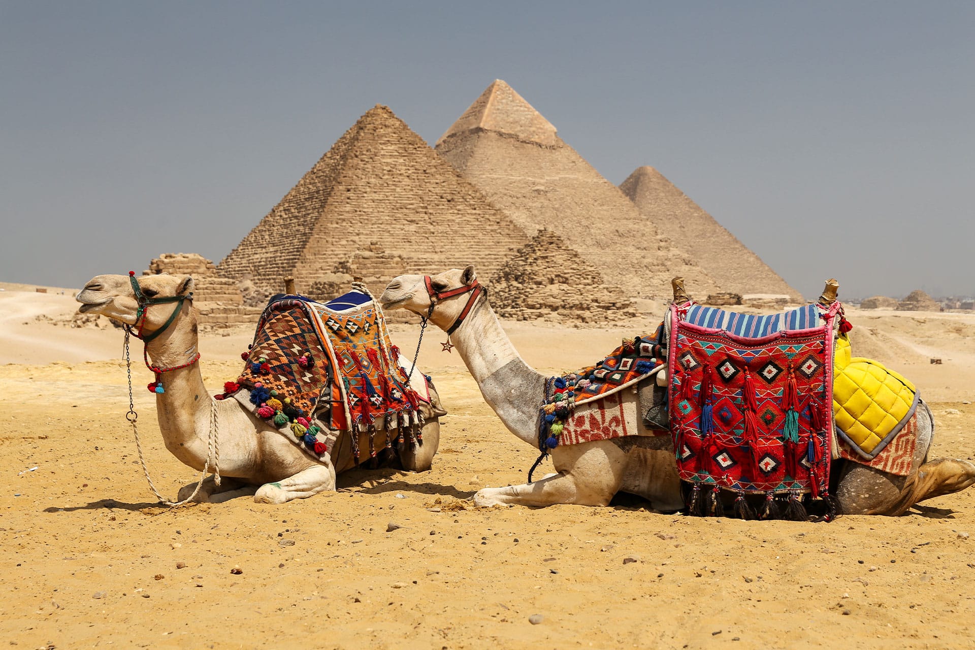 Two camels lying down with the pyramids of Giza in the background &ndash; one of the top attractions in Egypt.