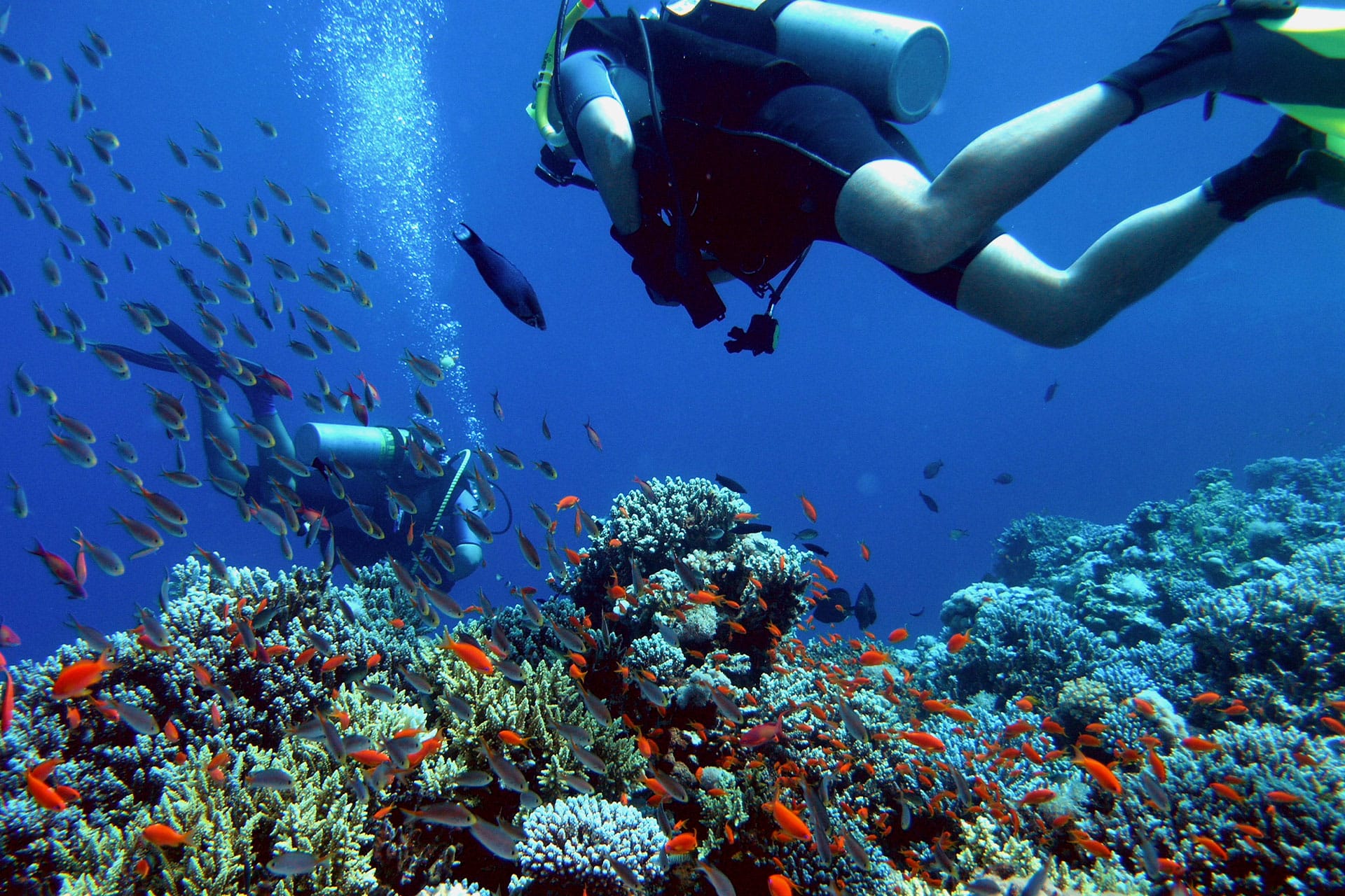 Two people scuba diving in the Red Sea in Egypt.