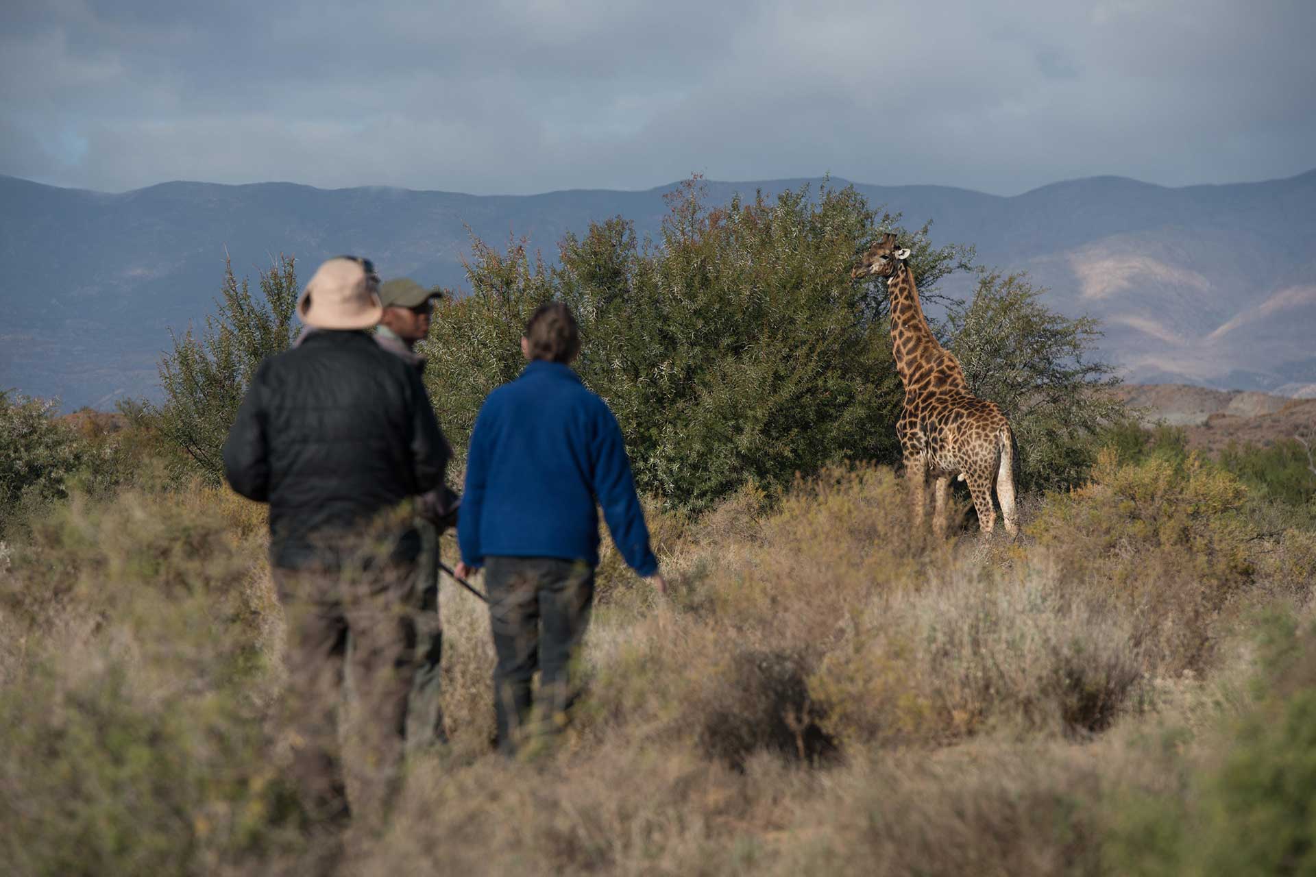 A giraffe spotted on a walking safari at Sanbona Wildlife Reserve. 