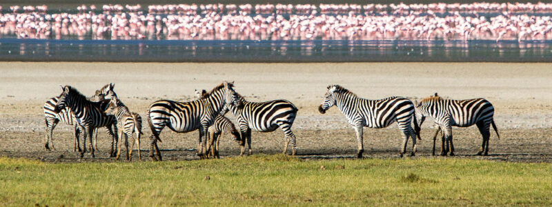ngorogoro_crater_day_excursion_11