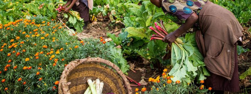 plants_and_plantation_11