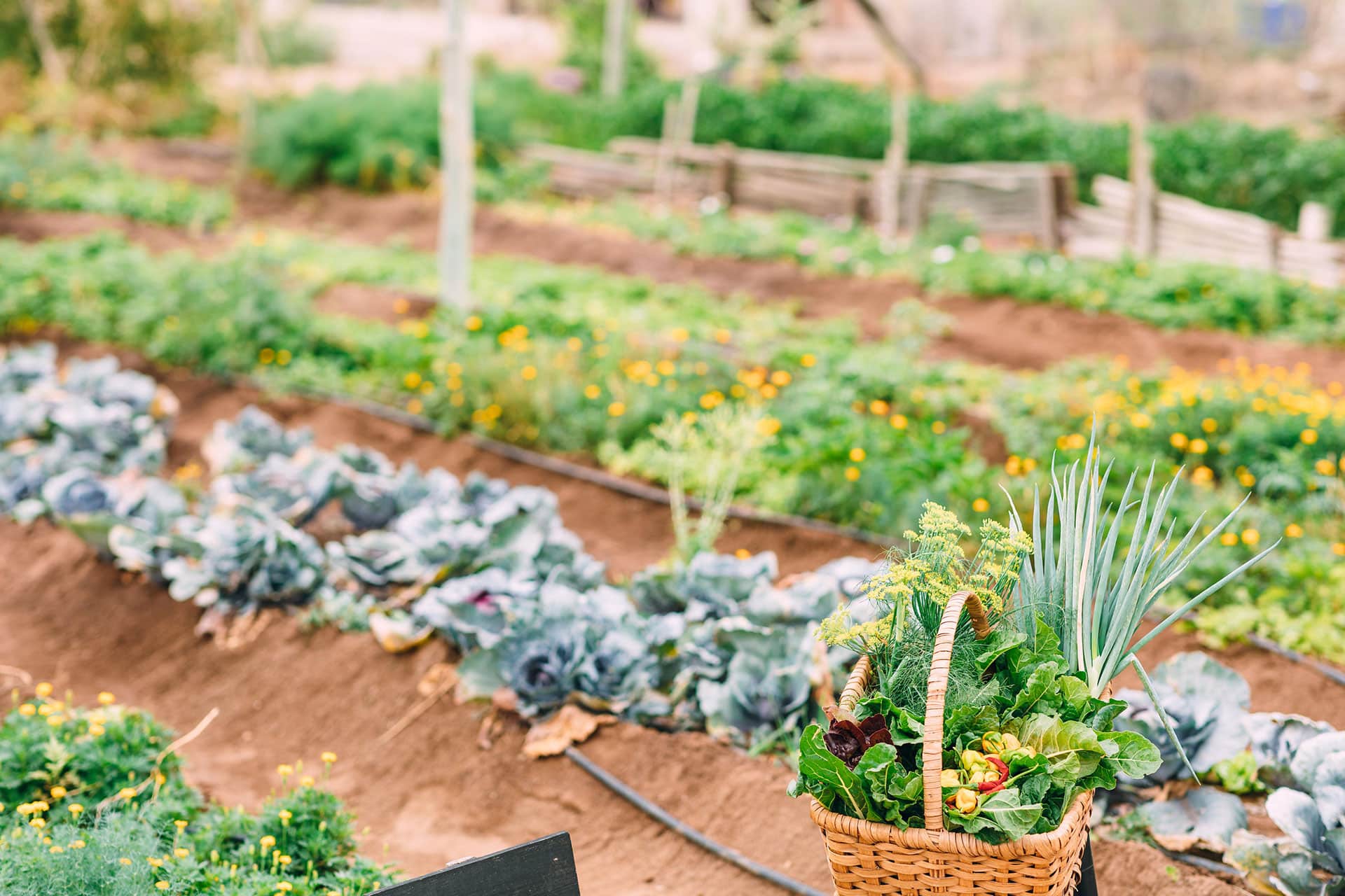 The Thornybush Community Garden Project