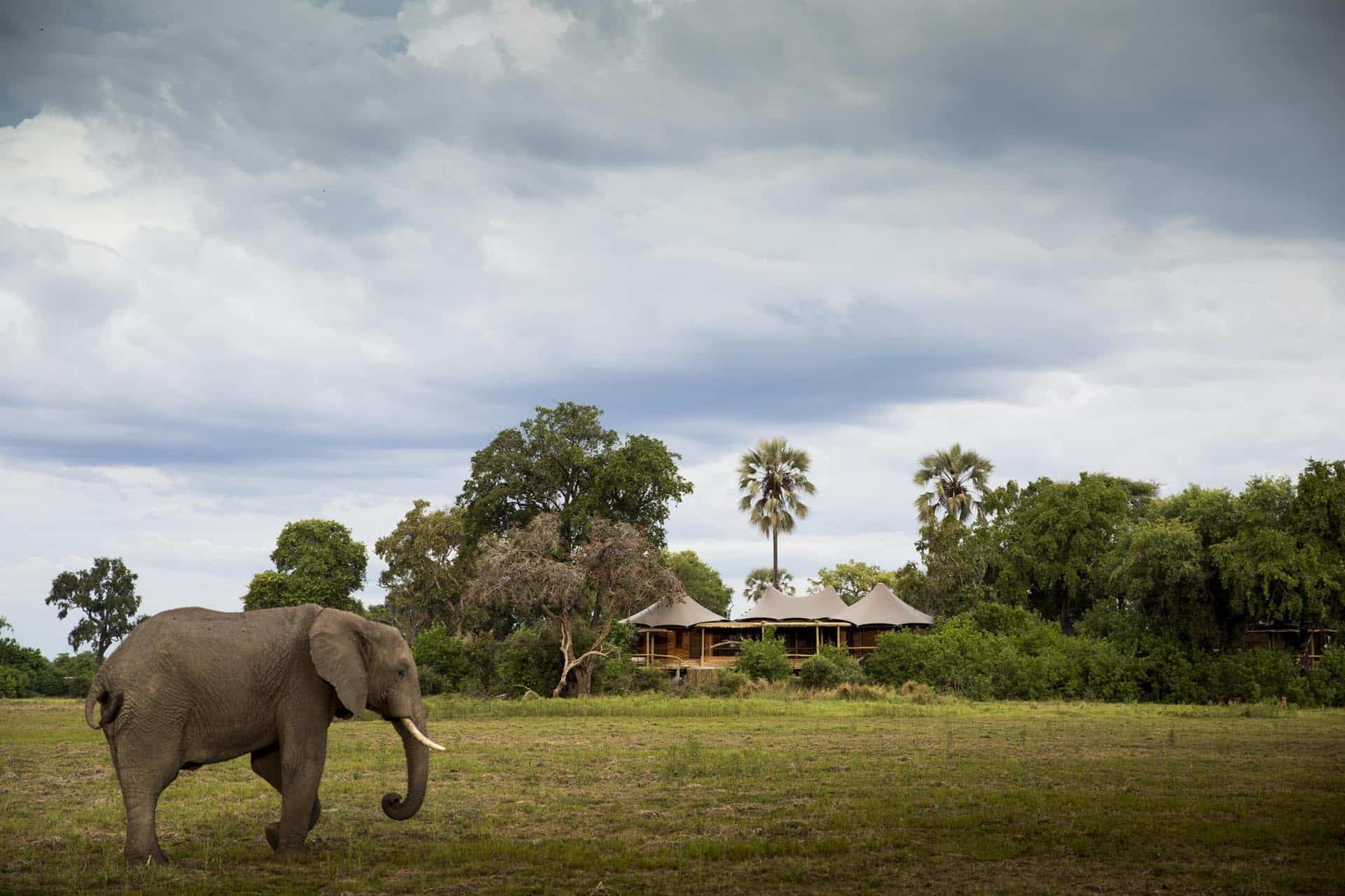 An elephant on the floodplains of the Okavango Delta in front of Mombo Camp &ndash; one of the top Eco Lodges in Africa.