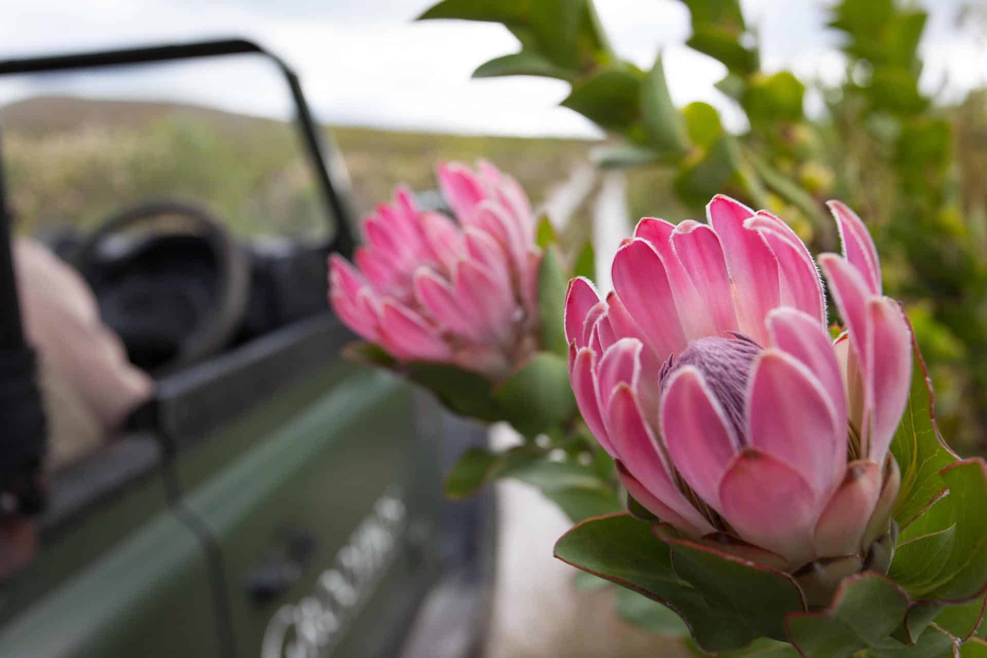 A pink protea on a botanical tour at Grootbos Private Nature Reserve &ndash; one of the top Eco Lodges in Africa.