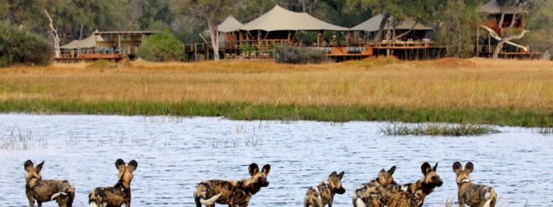 Tuludi_0000s_0000_Exp-Tuludi-camp-wild-dogs-1-scaled-e1641634537305