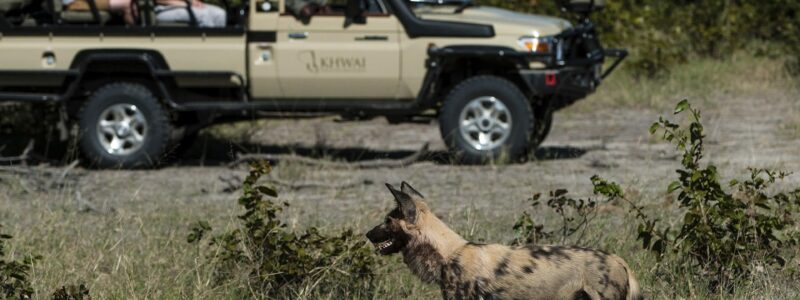 Tuludi_0000s_0002_Exp-27tuludi_-_wild_dog_sightings