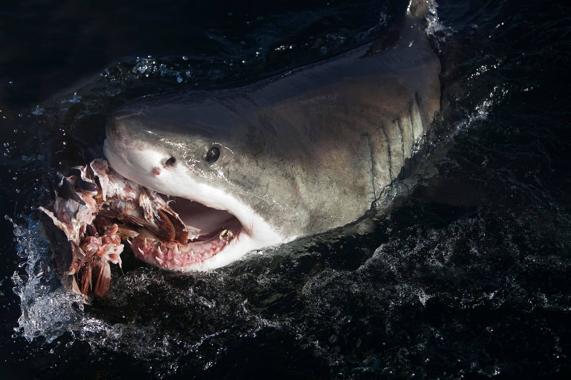 A great white shark feeding on the scraps of a carcass &ndash; an animal that makes up the Marine Big Five in South Africa. 