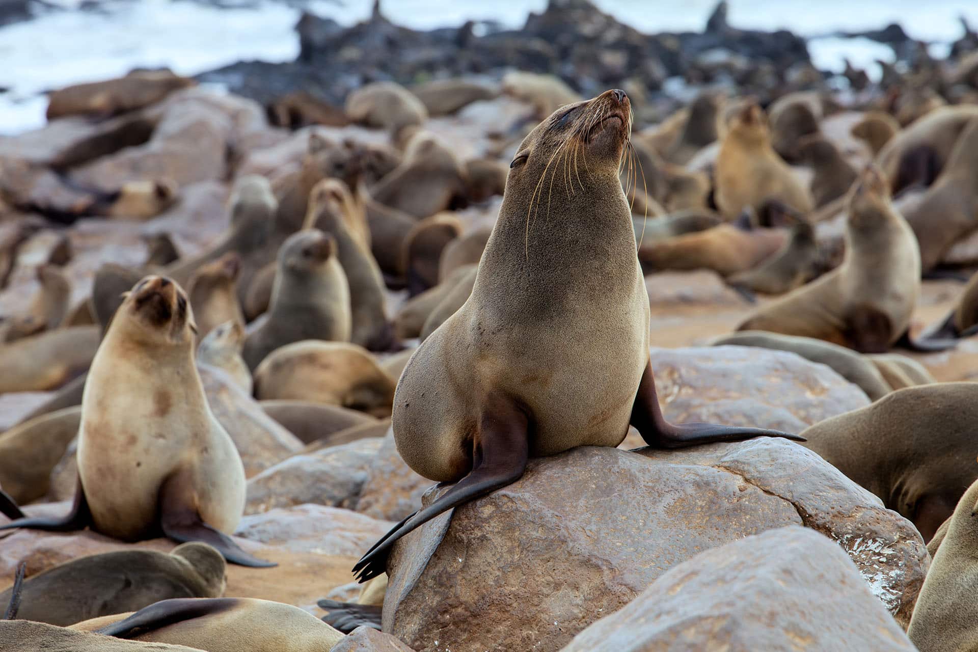 A Cape fur seal enjoying the heat of the sun - an animal that makes up the Marine Big Five in South Africa.