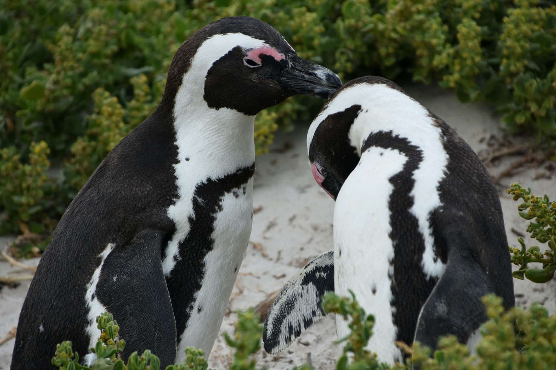 A pair of African penguins grooming one another - animals that make up the Marine Big Five in South Africa.