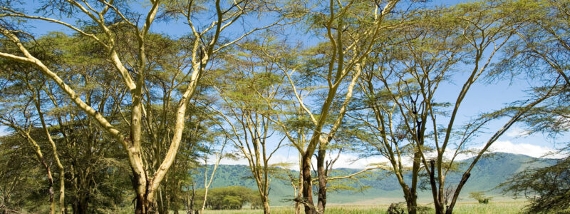 andBeyond_0000s_0002_Ngorongoro_Crater_Lodge_Unique_Dining