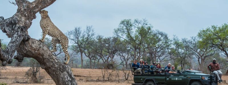 African Family Safari Sabi Sabi Bush Lodge cheetah