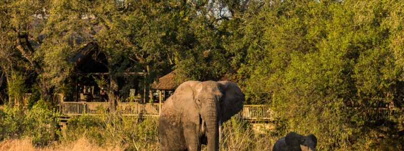African Family Safarisabi sabi