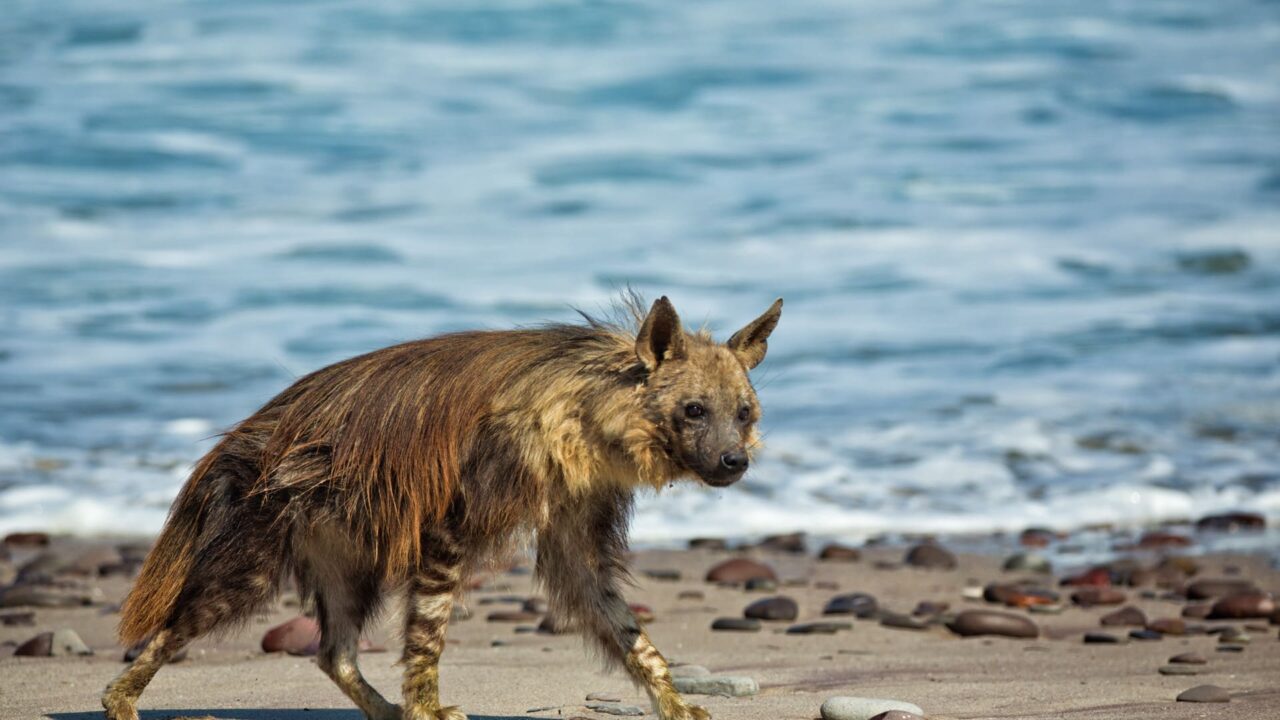 Shipwreck Lodge Safari to Namibia