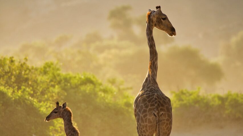 Hoanib Valley Camp Safari to Namibia