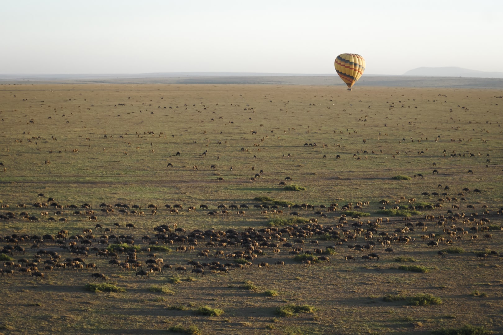 A hot air balloon floats over a herd of wildebeest in the Serengeti National Park &ndash; the home of Lemala Kuria Hills. 