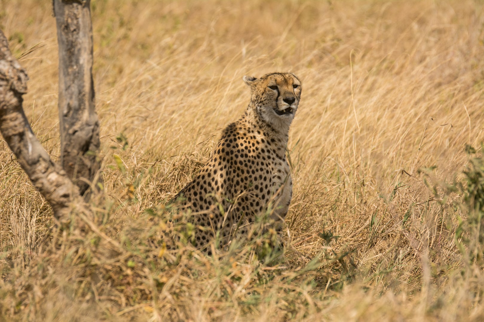 A cheetah in the Serengeti, spotted on a safari game drive at Lemala Kuria Hills. 