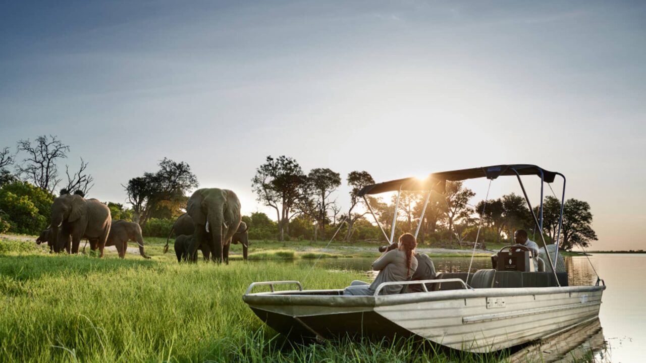 One woman is taking photos of a group of elephants on a boat on the Botswana Chobe National Park river in the Sanctuary Chobe Chilwero.