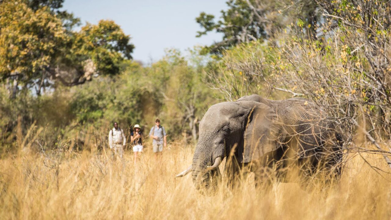 Chobe Chilwero Botswana Okavango
