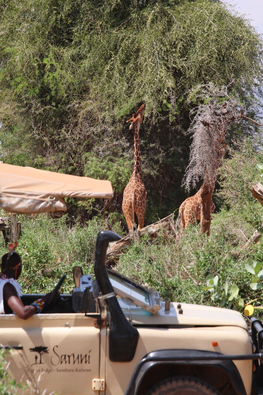 A pair of giraffes spotted on a game drive at Saruni Samburu &ndash; one of our top rated eco lodges in Africa. 