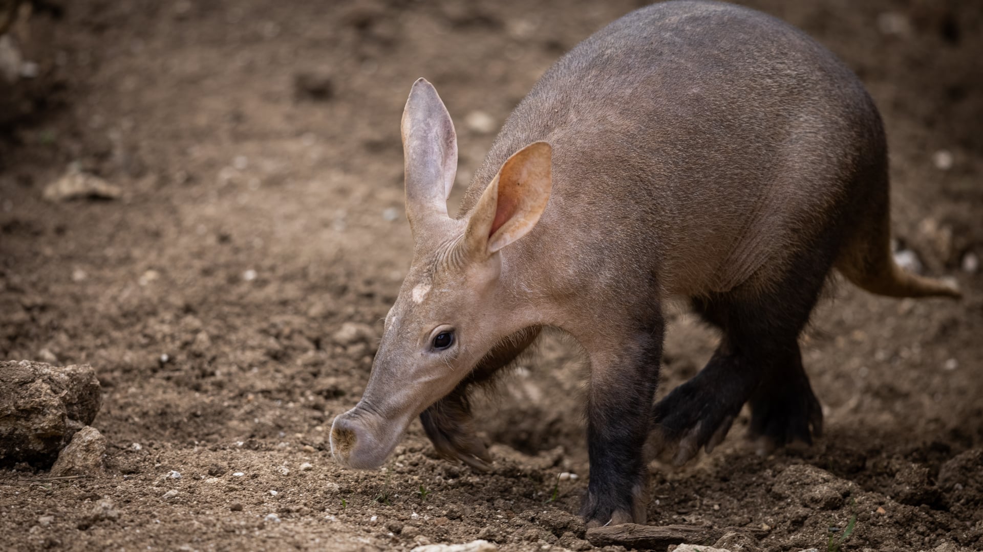 An aardvark in some sand &ndash; one of Africa&rsquo;s most elusive safari animals. 