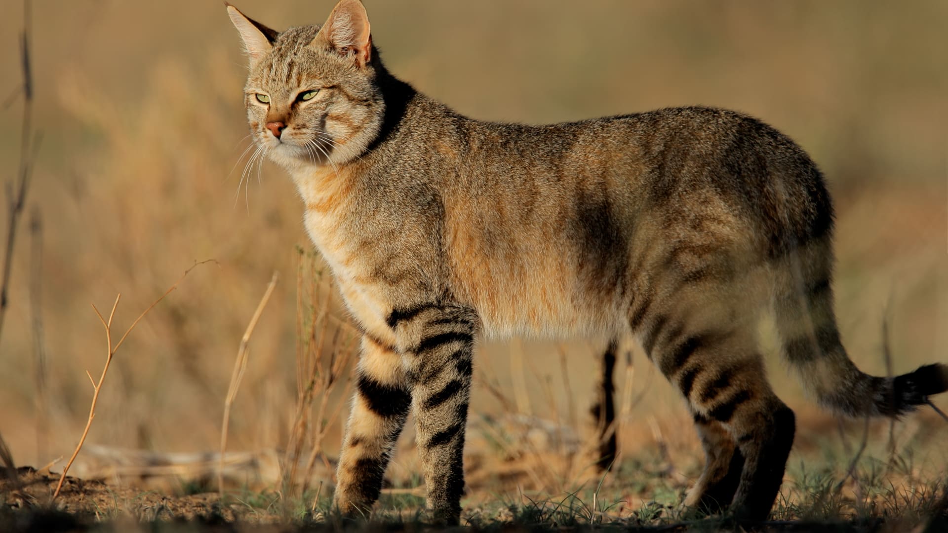 An African wild cat &ndash; one of Africa&rsquo;s most elusive safari animals. 
