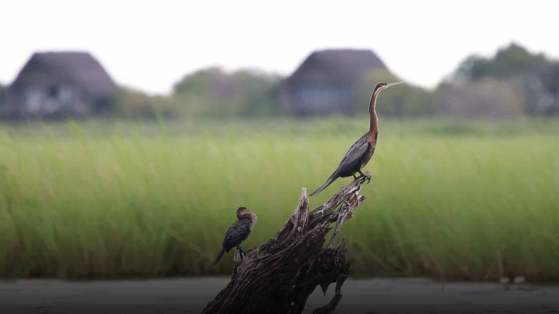 Two birds perched on a branch in a lush wetland habitat with thatched lodges in the background, capturing the tranquility and richness of a luxury birding safari in Africa.
