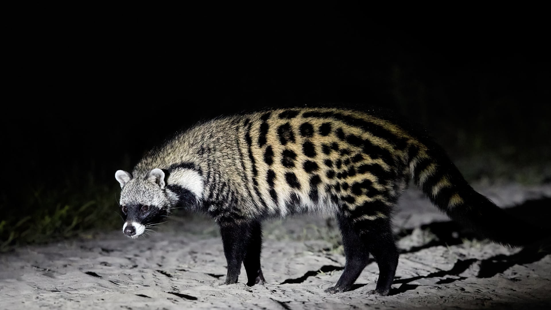 A civet lit up in the road during a safari &ndash; one of Africa&rsquo;s most elusive safari animals. 