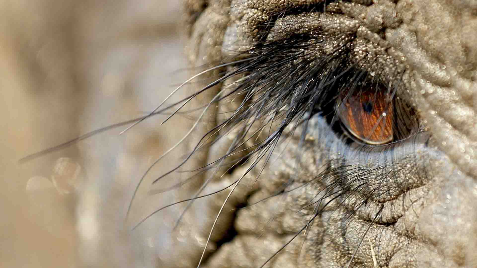 A close up of an elephant&rsquo;s eye at Jabulani 