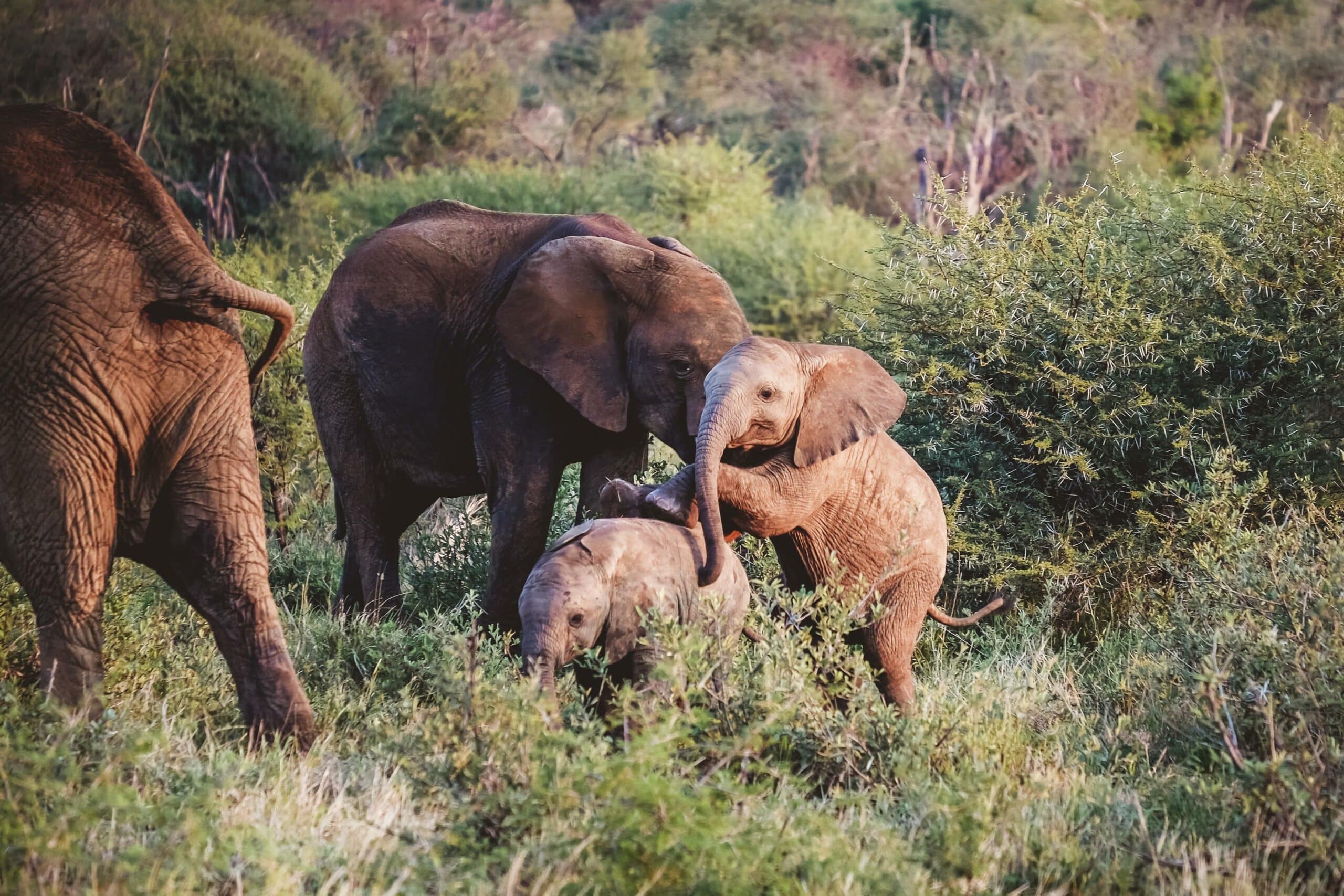 Elephant family with playful calves in a lush, green savanna setting&mdash;capturing the safe and serene experience of a malaria-free safari destination in Africa.