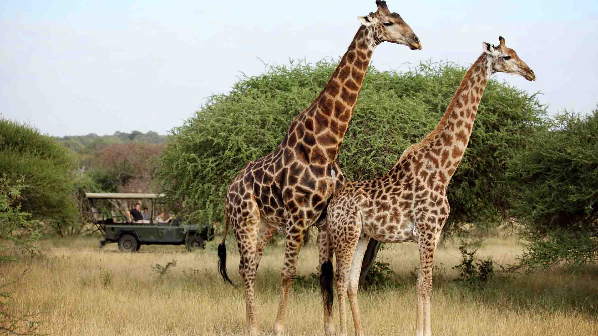 Two giraffes spotted in Kapama Private Game Reserve on a safari at Jabulani Safari. 
