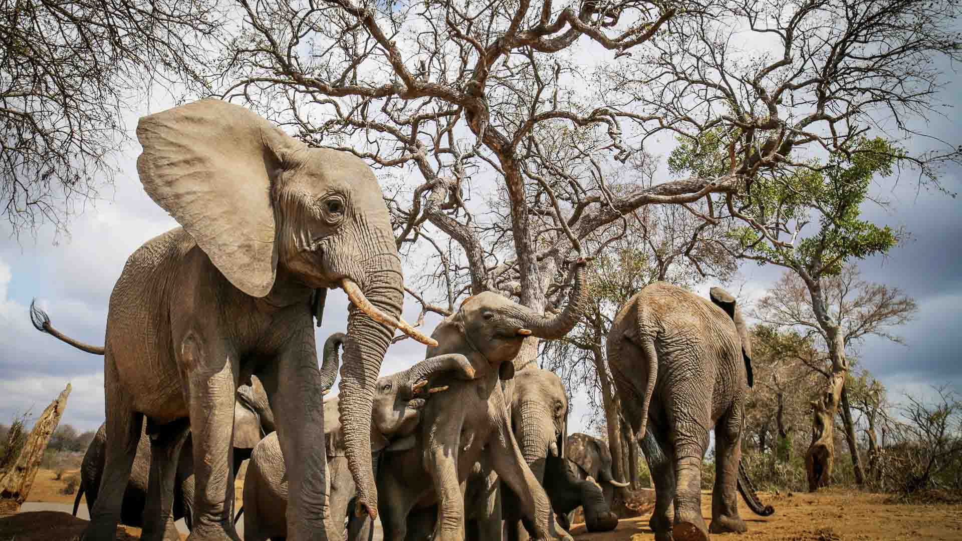 The Jabulani herd of elephants playing at a waterhole in Kapama Private Game Reserve. 