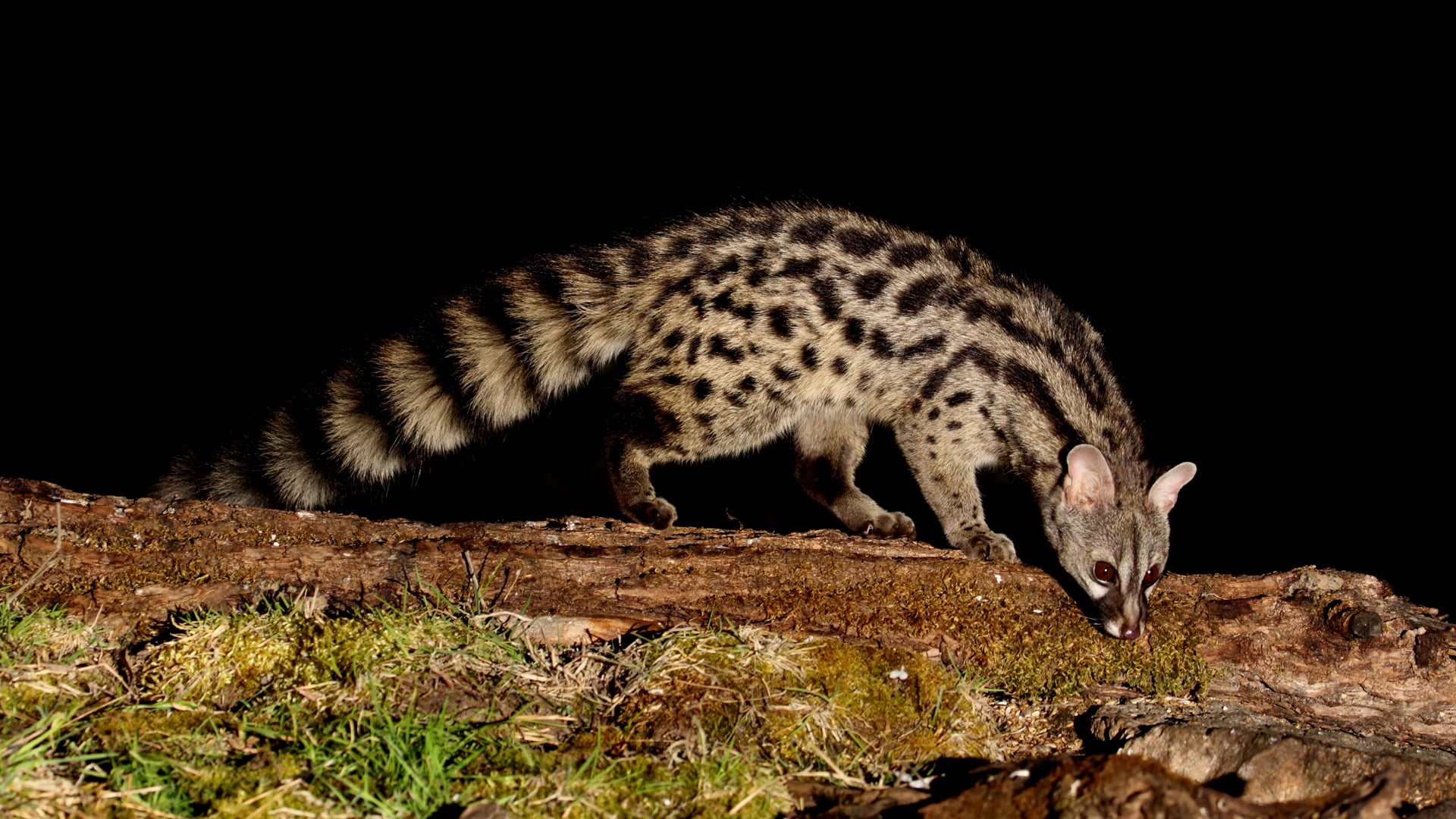 A large-spotted genet on a fallen log at night &ndash; one of Africa&rsquo;s most elusive safari animals. 