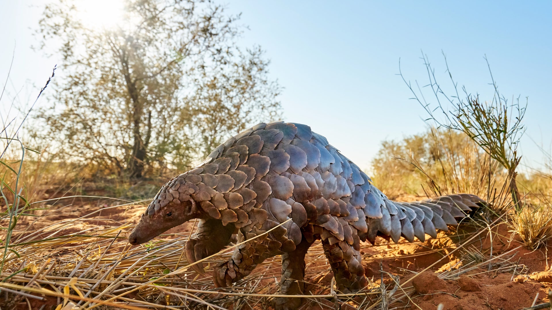 A pangolin at Tswalu Kalahari in South Africa &ndash; one of Africa&rsquo;s most elusive safari animals. 