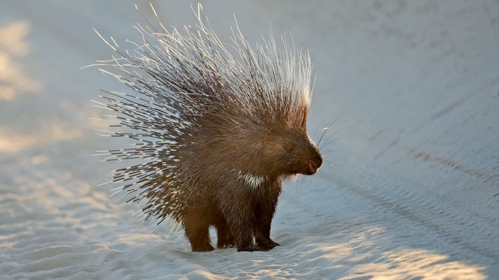 A Cape porcupine &ndash; one of Africa&rsquo;s most elusive safari animals &ndash; stands on the road on a safari in South Africa. 