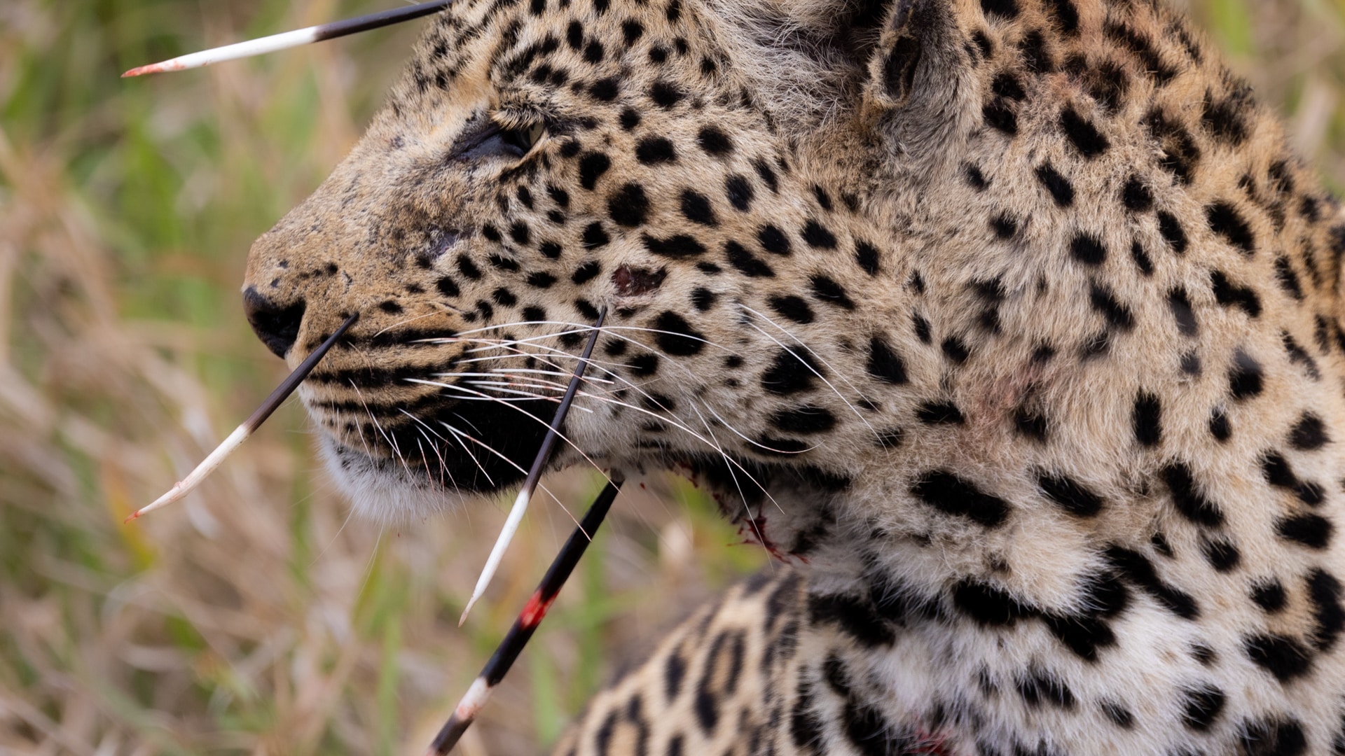 A leopard with porcupine quills in its face and neck &ndash; a victim of the one of Africa&rsquo;s secret seven safari animals. 